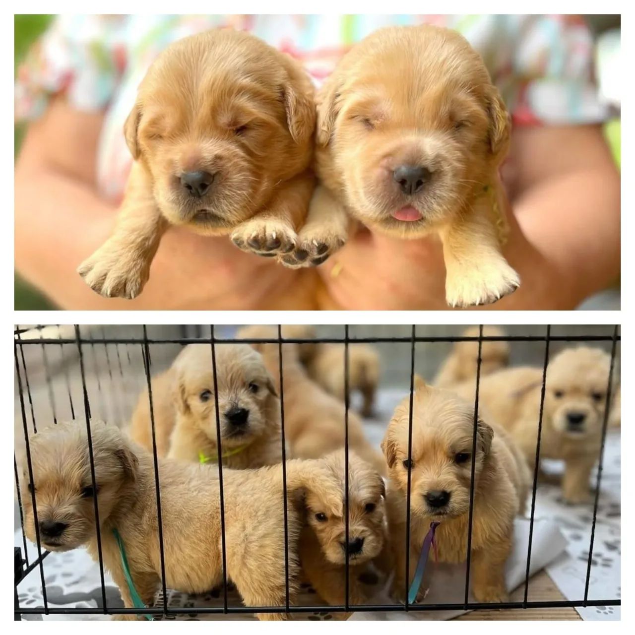 Golden Retriever - filhotes disponíveis ambos os sexos / Parc. 12x -  Cachorros e acessórios - Setor Oeste, Goiânia 1322698353 | OLX