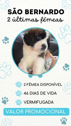Bonito São Bernardo Filhote de cachorro puro fotos, imagens de © tobkatrina  #6867084