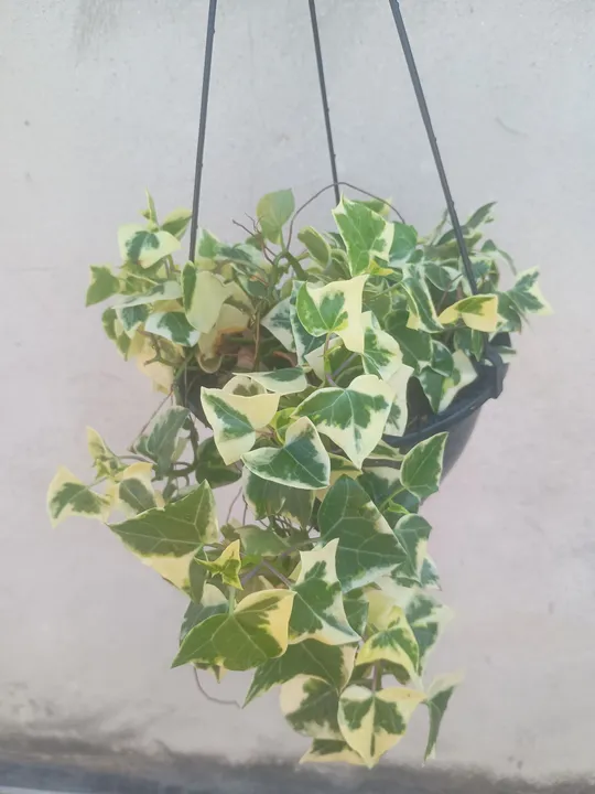 Hera variegata