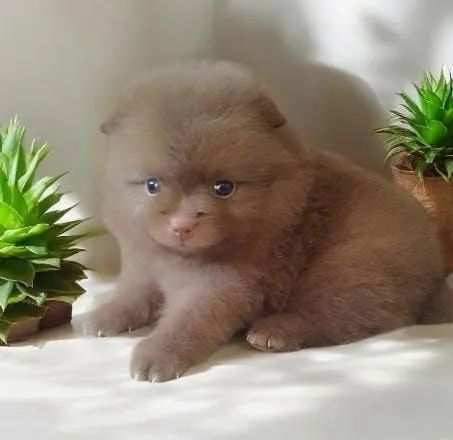 Filhote de Lulu Pomerânia  - Foto 2