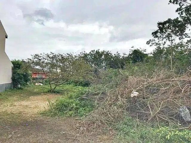 TERRENO 1000m2, Escritura - Barra do Arirú - Santa Catarina - Foto 5