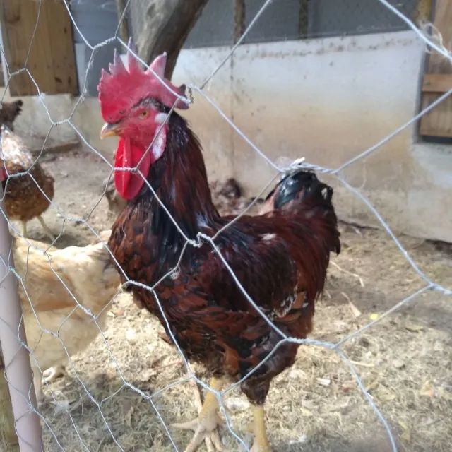 Pintinho gsb ate 10 dias - Foto 6