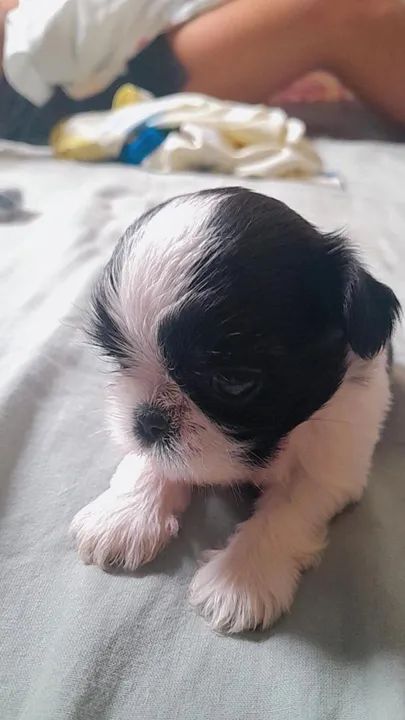 Vende-se Filhote Shih Tzu. - Foto 2