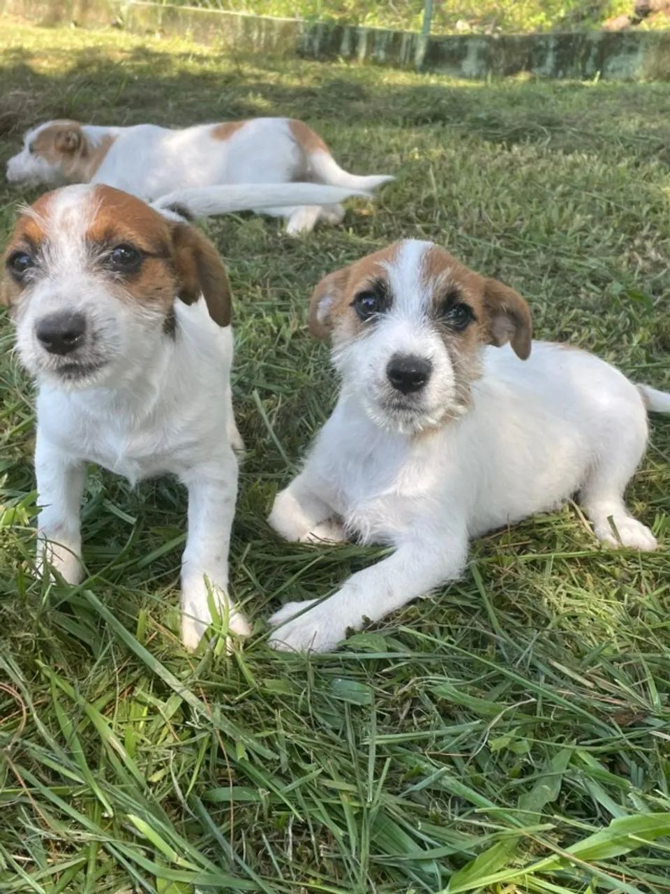 AQUI O SEU JACK RUSSEL TEM QUALIDADE VETERINÁRIA DE CRIAÇÃO.CÃES LINDOS. - Foto 5