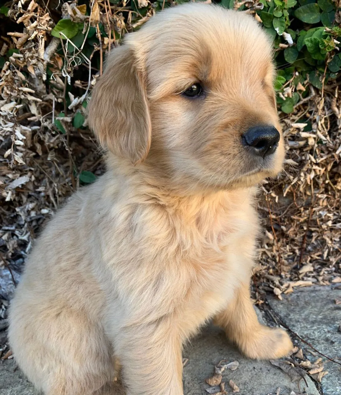 Filhote de Golden Retriever macho