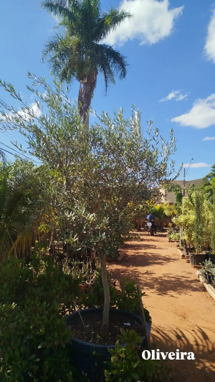 Oliveira - Árvore Ornamental para seu Jardim