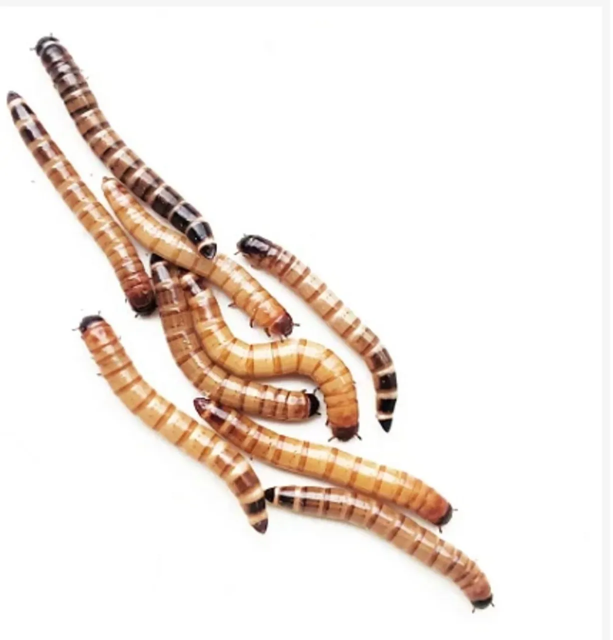 Larvas de Tenébrio Gigante - Alimento Vivo para Animais