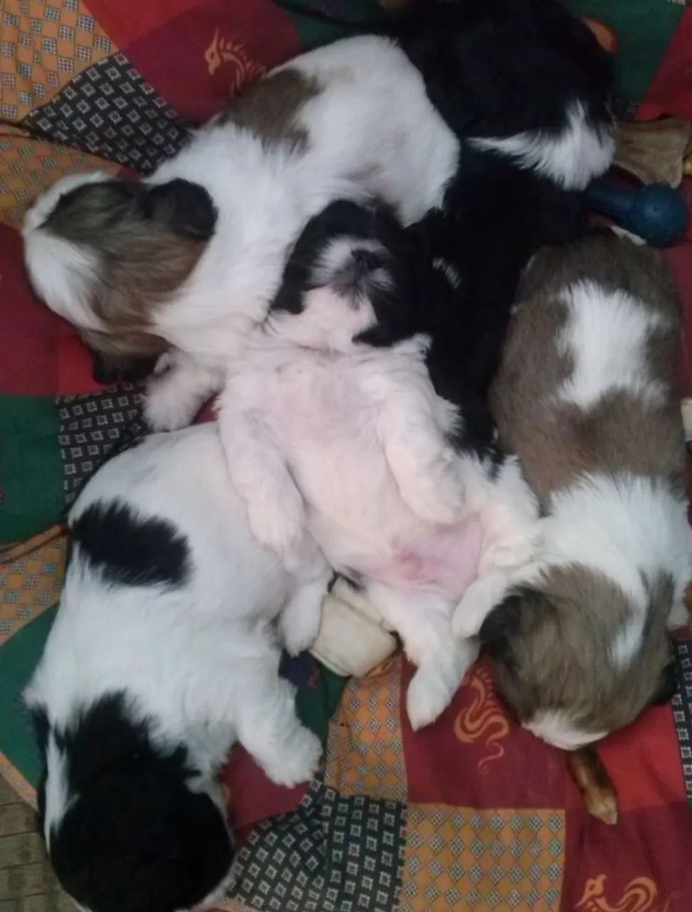 Filhotes Shih Tzu - Lindos e Carinhosos - Foto 3