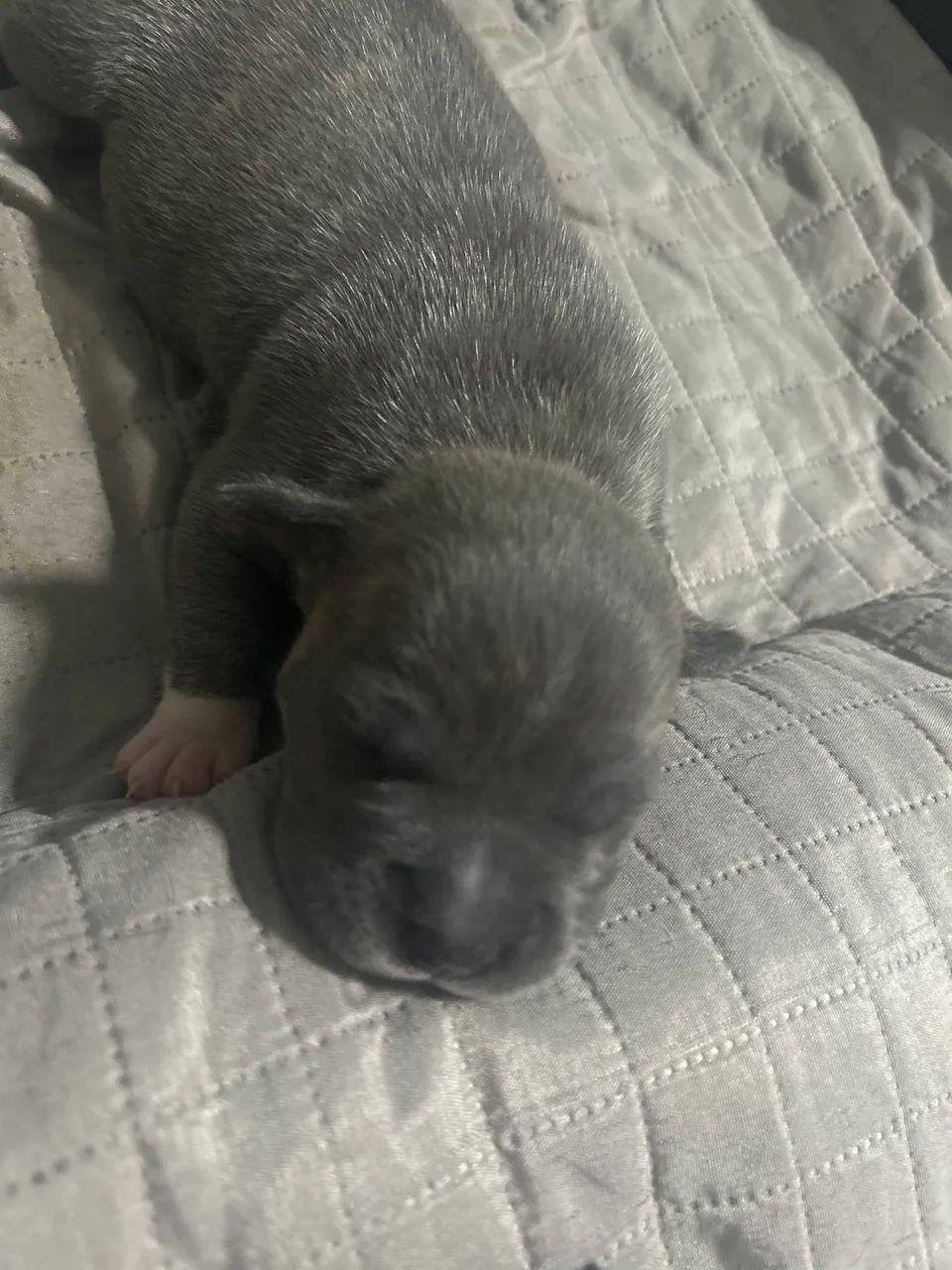 American Bully  - Foto 5