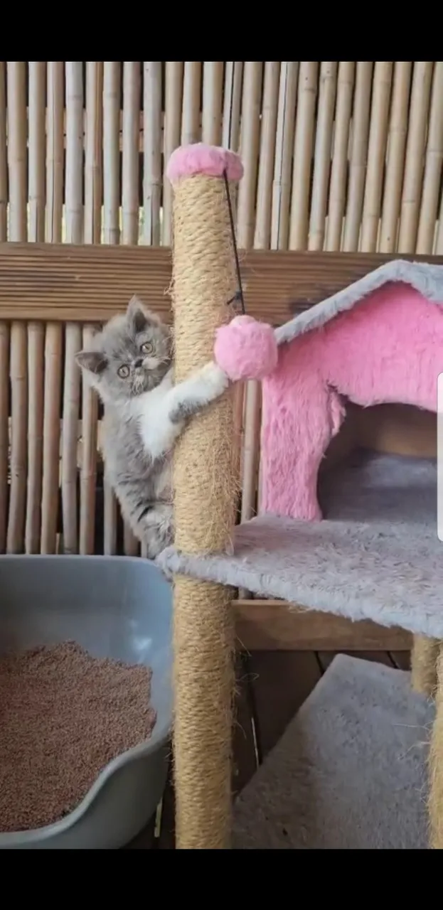 Gato Persa macho