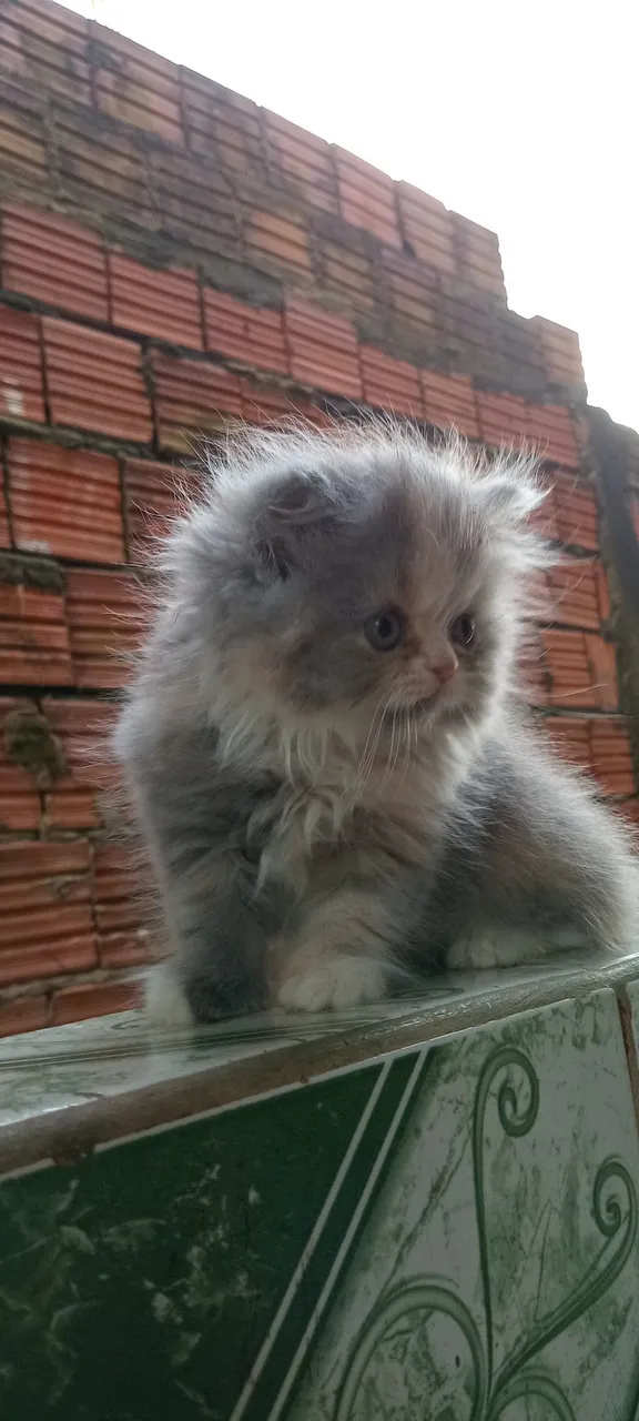 Gatinho Persa Disponível Para Venda!! 