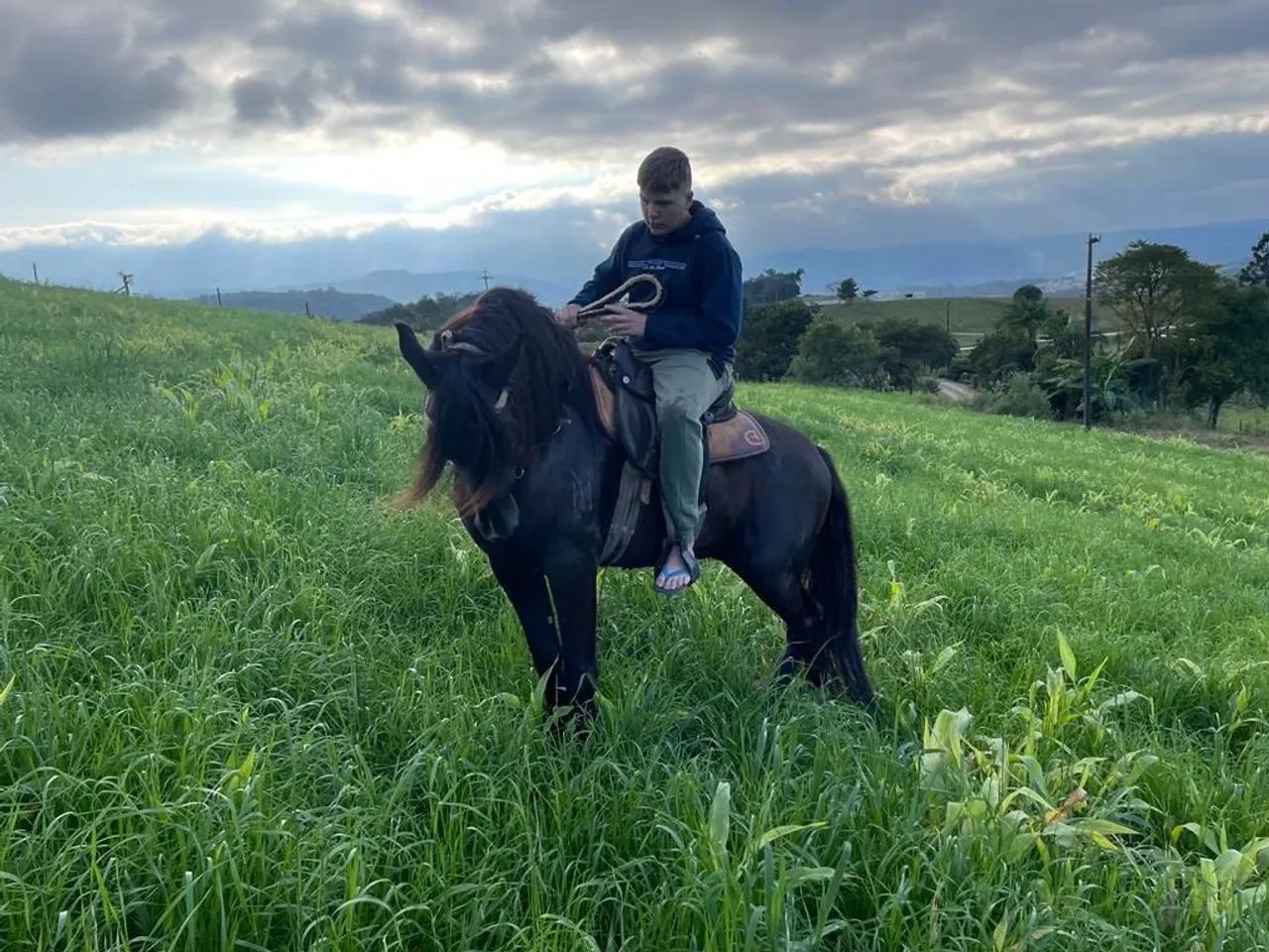 Cavalo mangalarga marchador picada  - Foto 3
