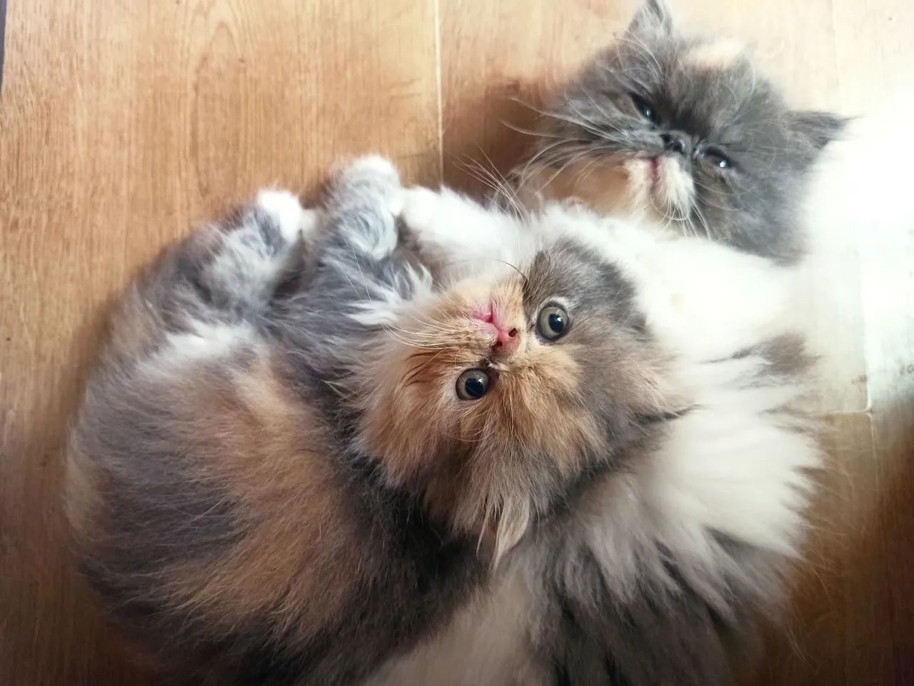 Filhotes de gato Persa - Foto 2