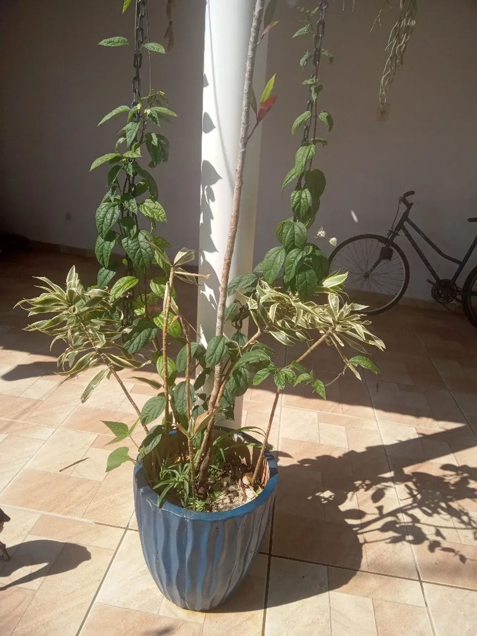 Vaso Grande com Plantas