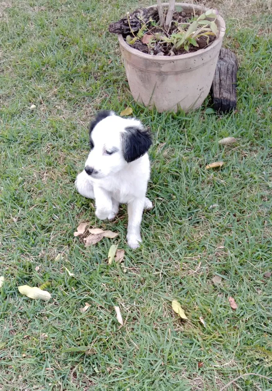 cachorro femea