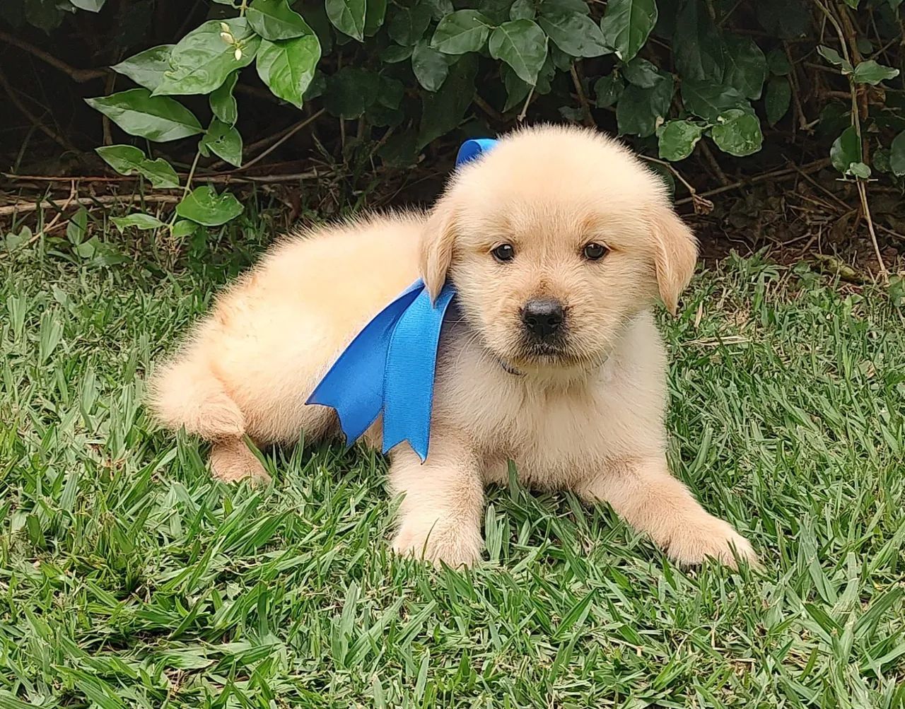 Golden Retriever Macho Lindíssimo  - Foto 2