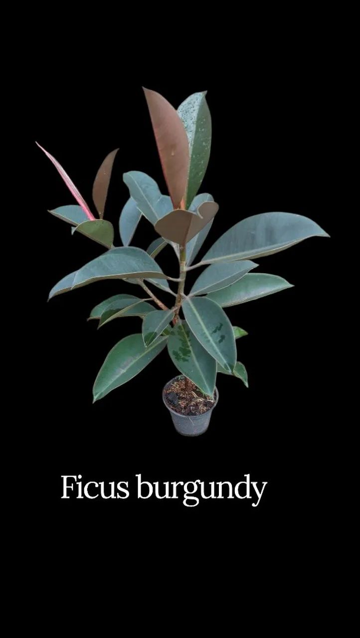 Ficus burgundy - Foto 2