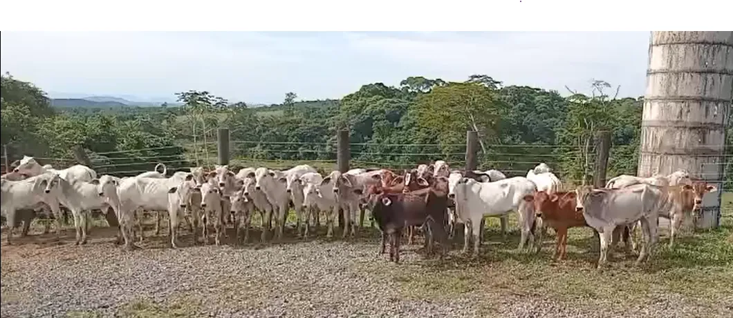 Gado Nelore excelente (novilhas e garrotes)