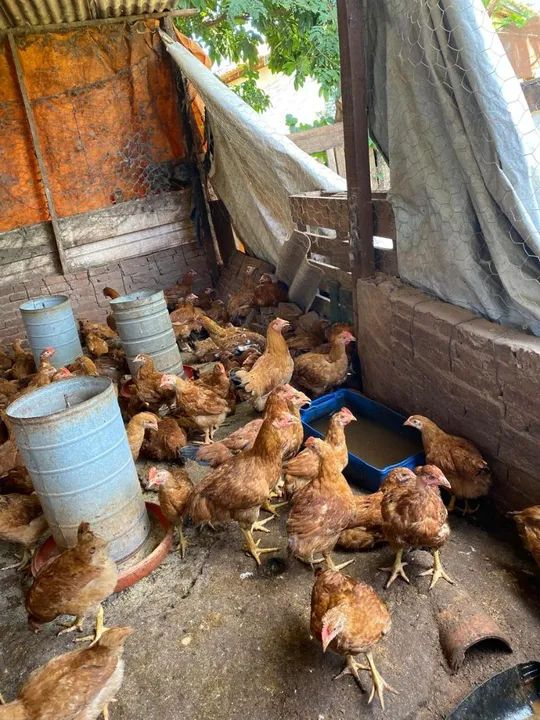 Frango 40 reais cada entrego wasp * - Foto 6