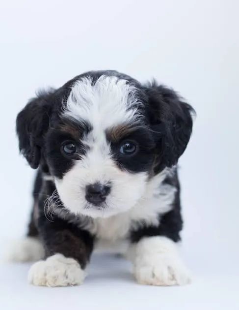 Oferta poodles com shitzu caminha de brinde só 200 só hj zap (85)99990.2592
