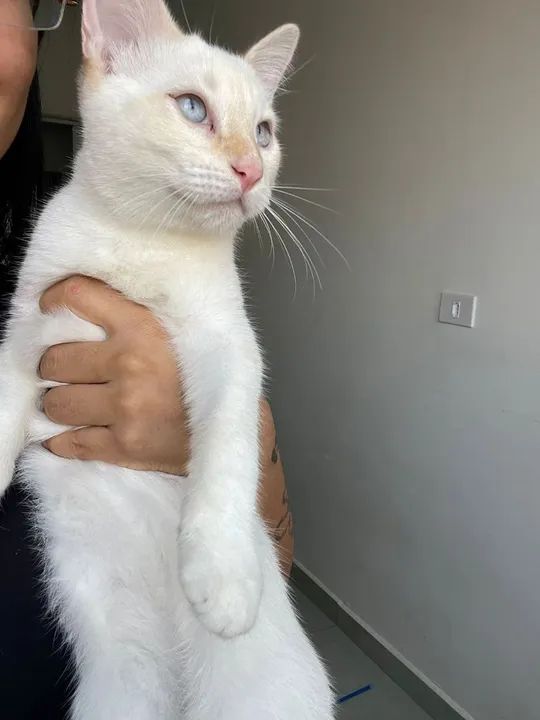 ADOÇÃO RESPONSÁVEL!!!!!! - Foto 4