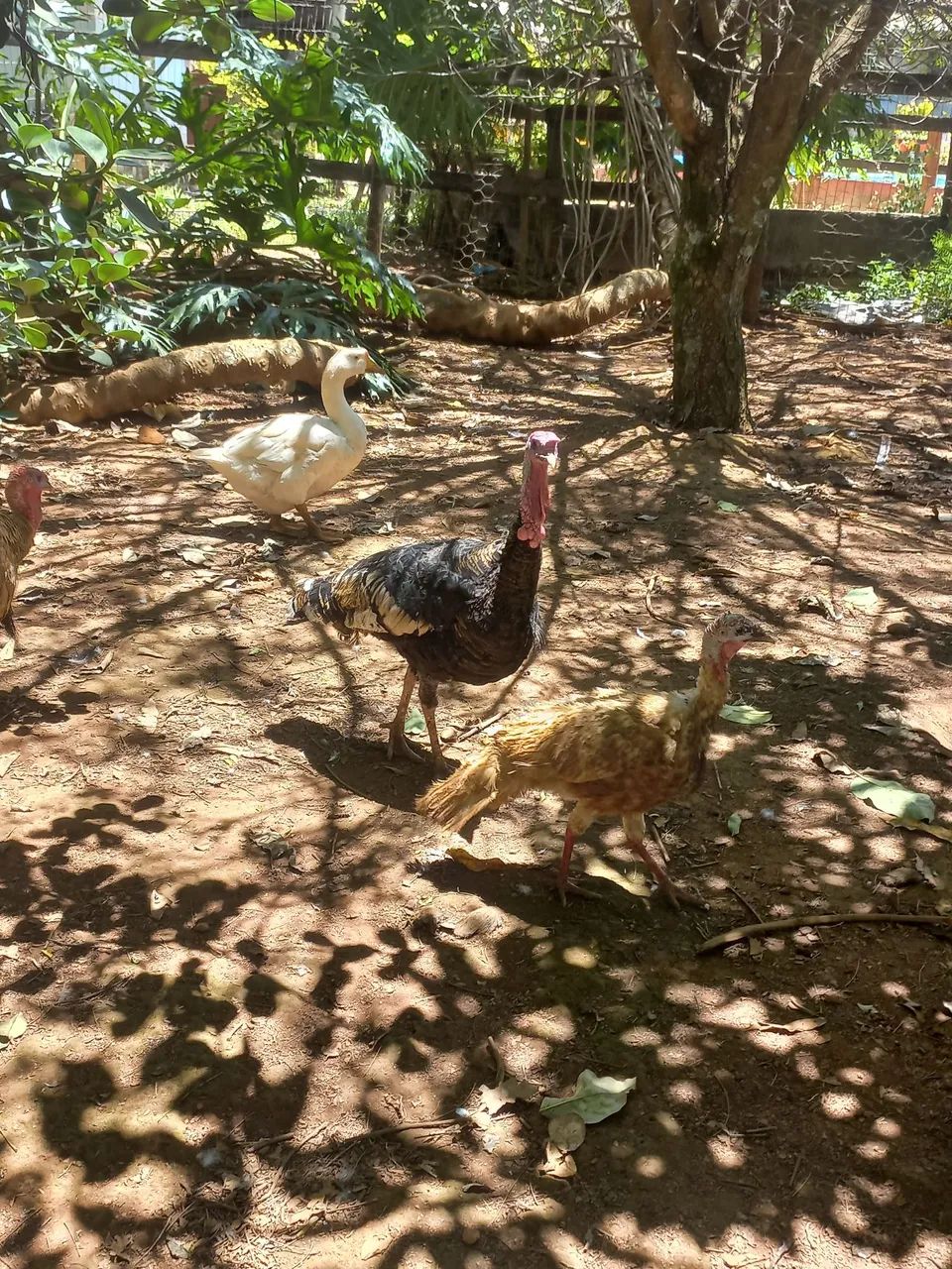 Perus adultos  - Foto 2