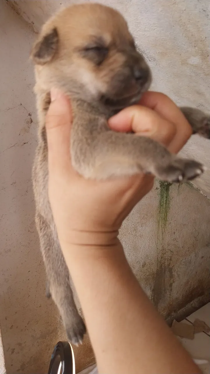 Filhote de cachorro fofo para adoção.