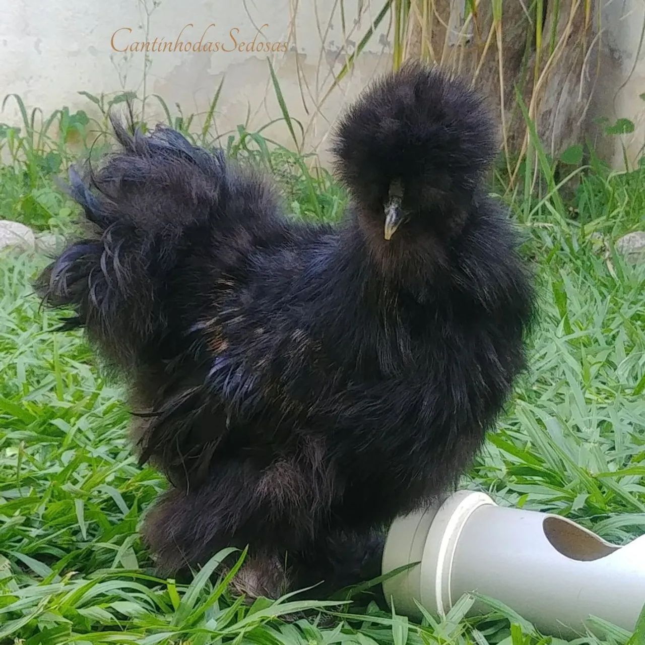 Galos da raça Sedosa - Foto 3
