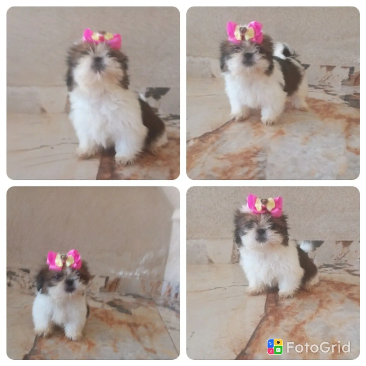 SHIH TZU MICRO PEDIGREE CBKC