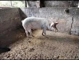 Porco para venda