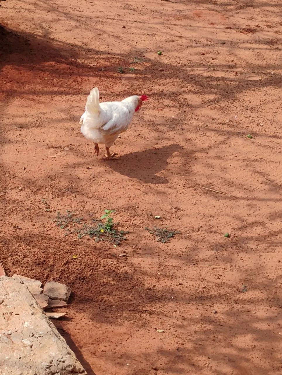Vendo poedeiras de ovos azuis  - Foto 3