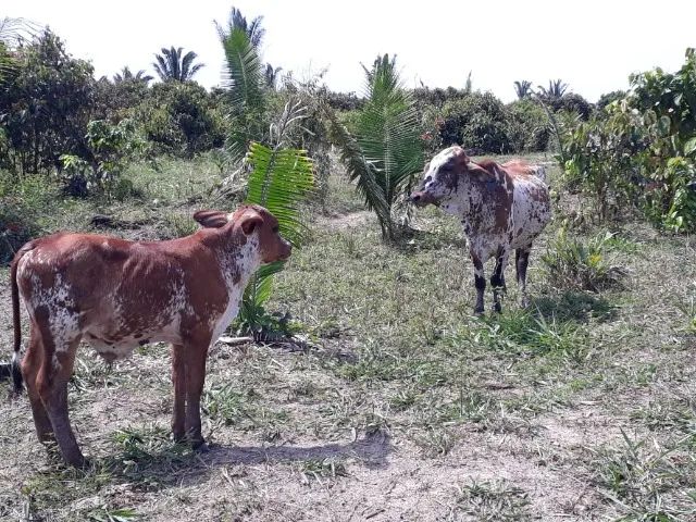 Ótimo lote de bovinos