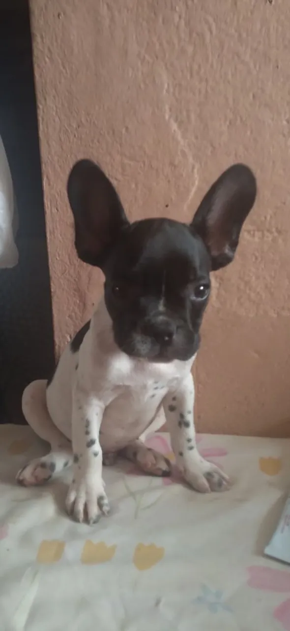 Filhote de Bulldog Francês