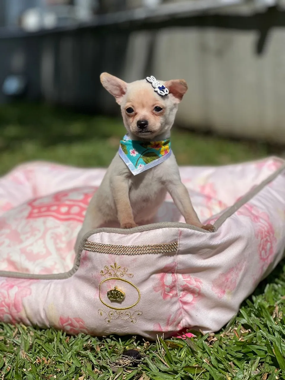 Chihuahua Fêmea muita fofura