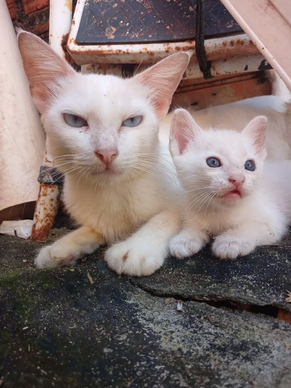 Gatinhos brancos de olhos azuis para adoção