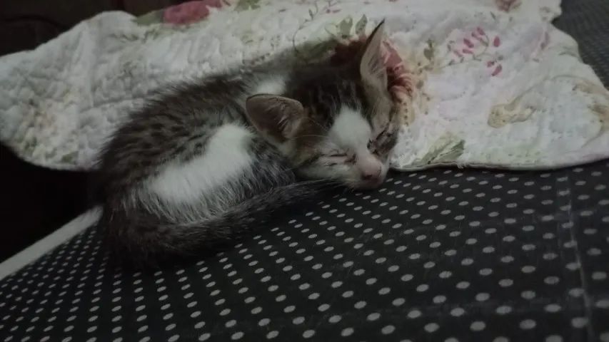 MIAUdote >> Lindos Filhotinhos de Gato para Adoção - Foto 6