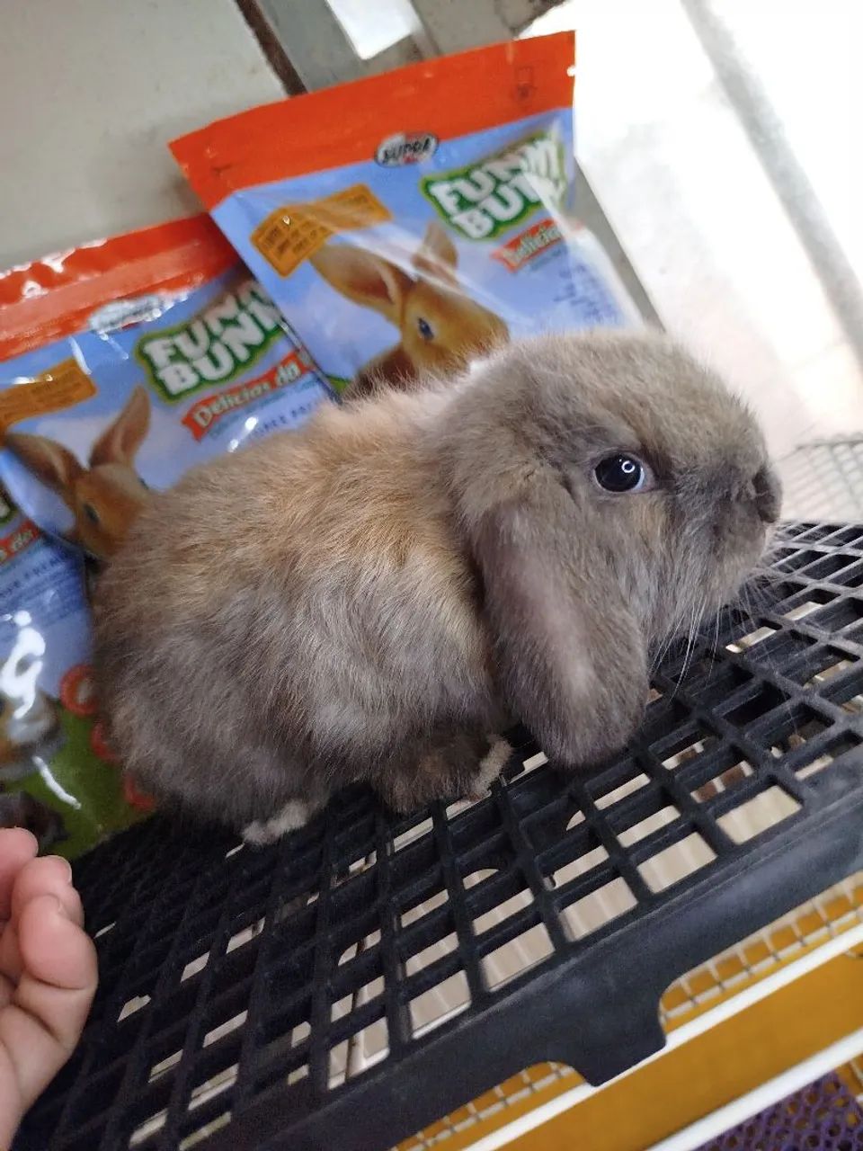 Mini Coelho Variadas Raças  - Foto 4