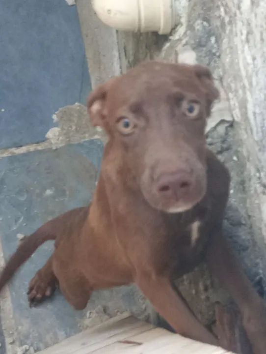 Doação de uma cachorrinha  - Foto 2