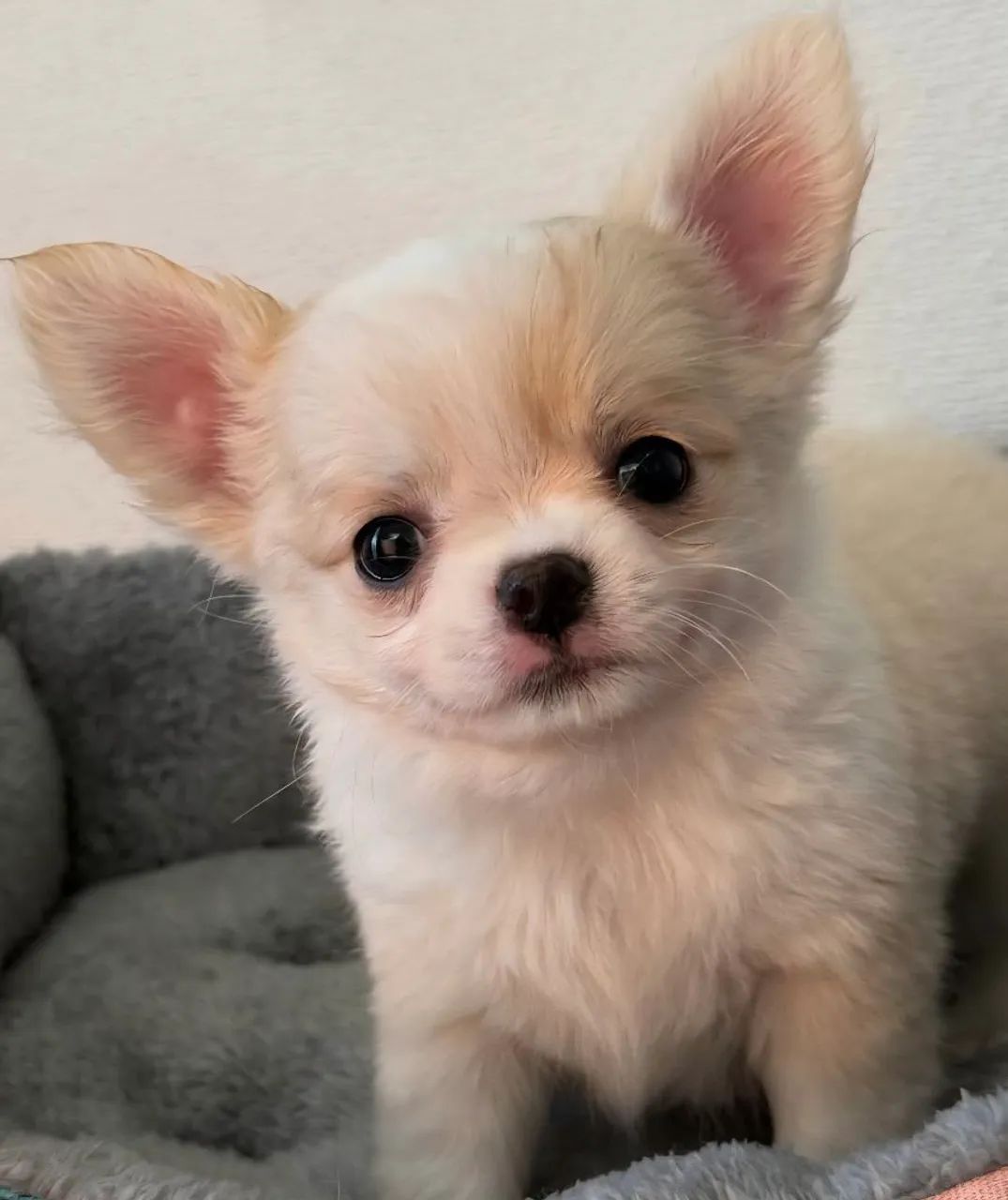 Chihuahua adorável e fofo! Pêlo longo machinho