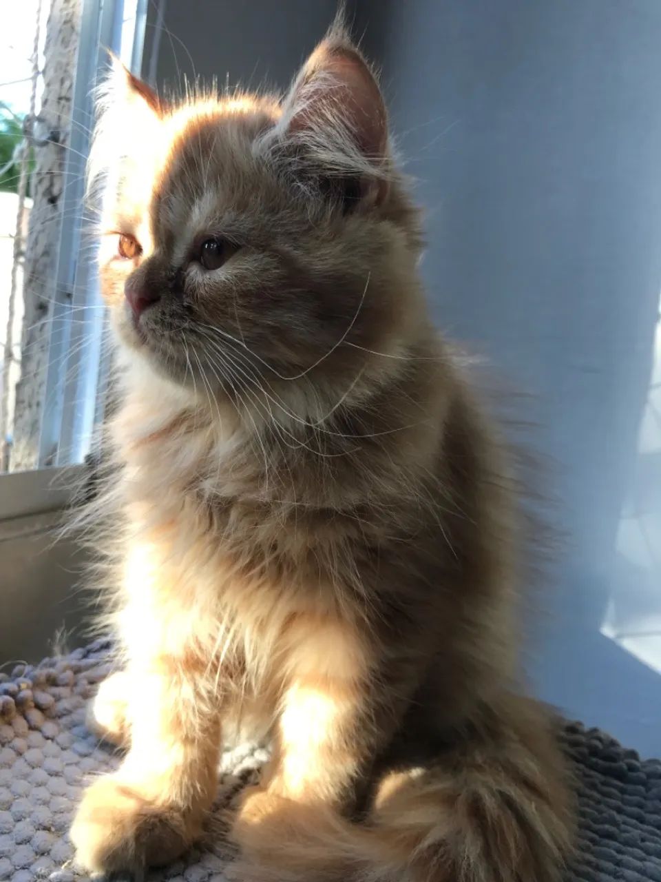 Gatinho Persa  - Foto 5