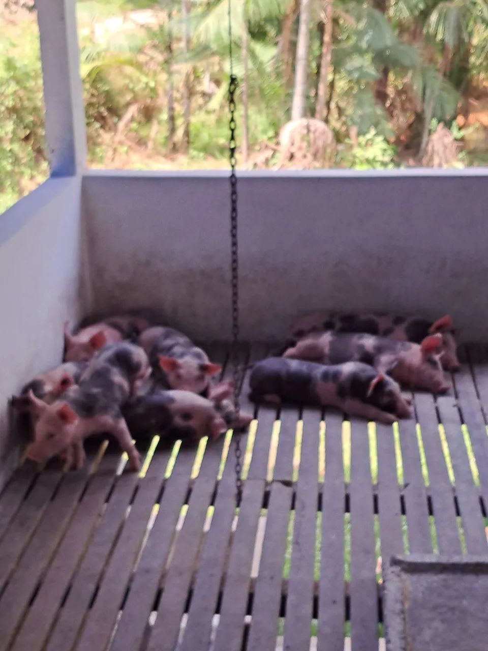 SUINO abate e recria - Foto 5