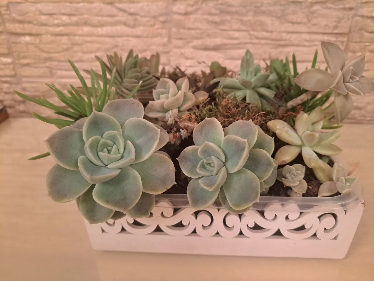 Arranjo de Suculentas em Vaso Decorativo - Foto 5