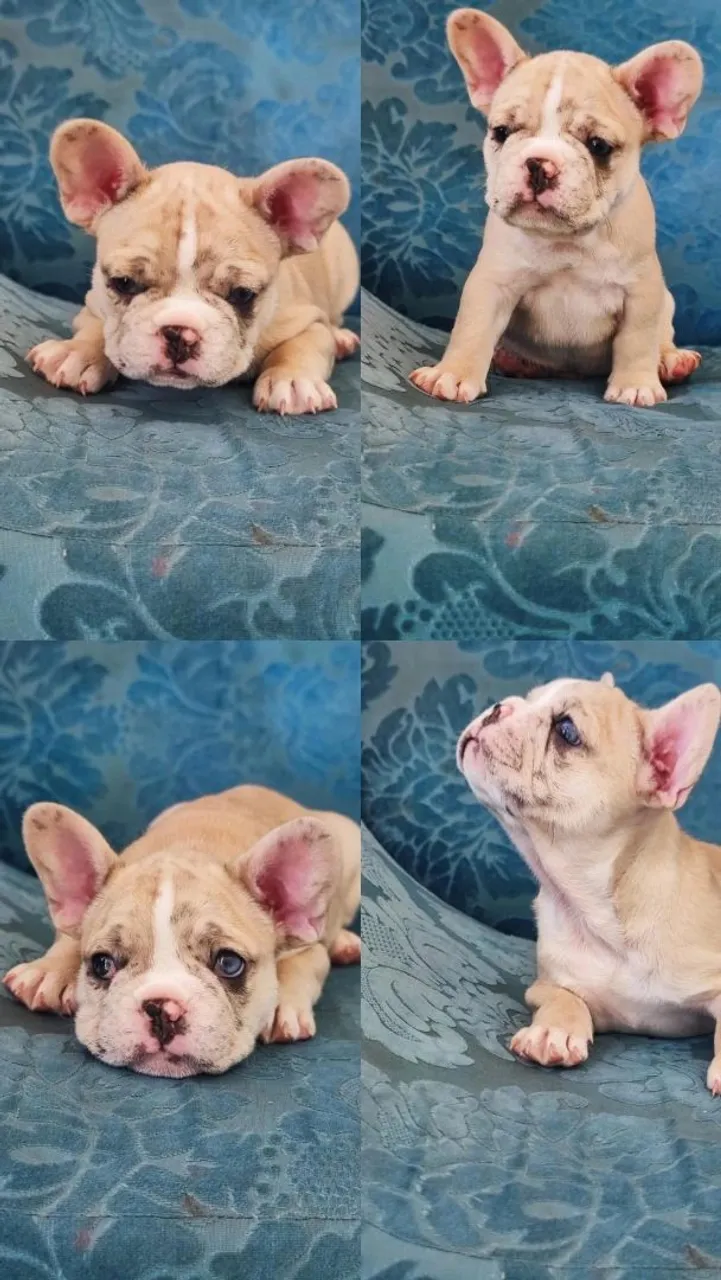 Filhote de Bulldog Francês - Uma fofura!