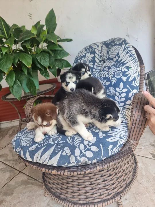Filhotes de Husky Siberiano