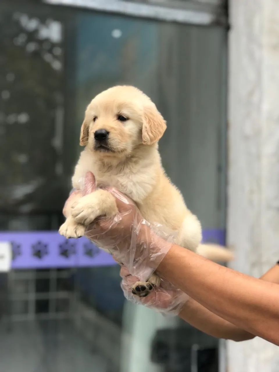 Golden Retriever- Fêmea com 63 dias, vacinada com uma dose da V10 -Dani