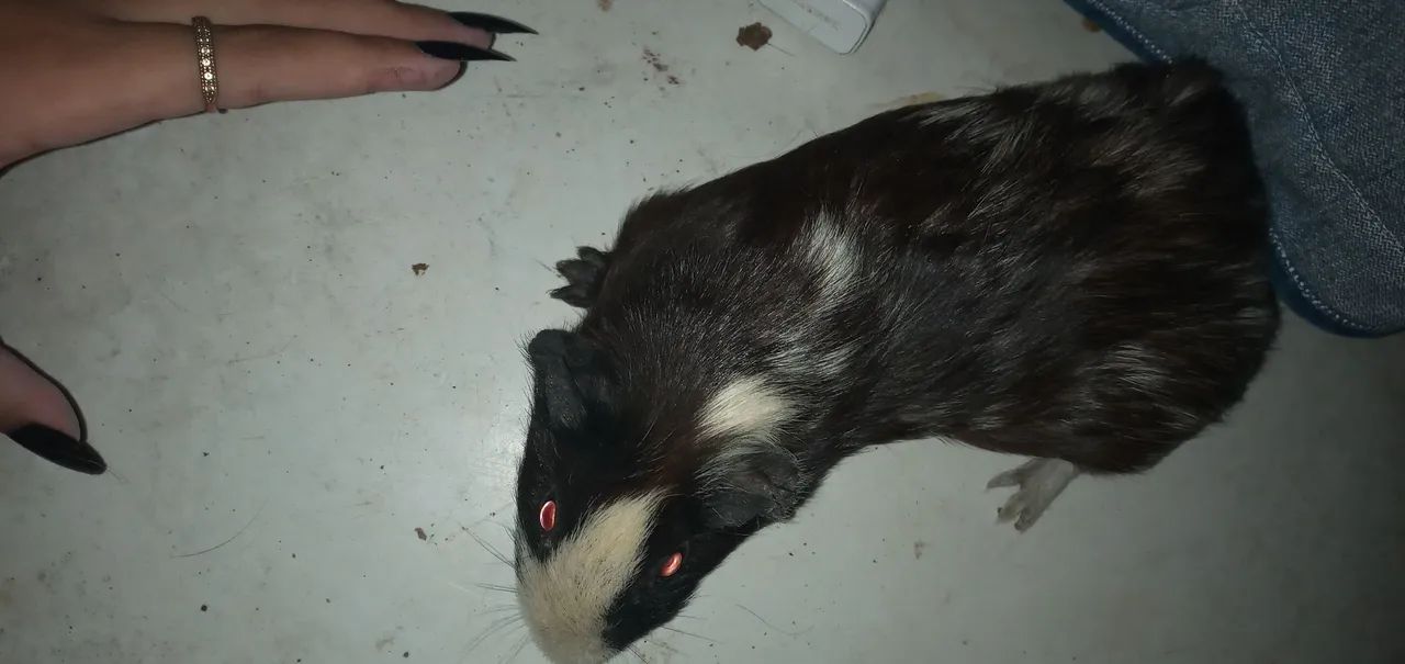 Porquinho da índia  - Foto 3