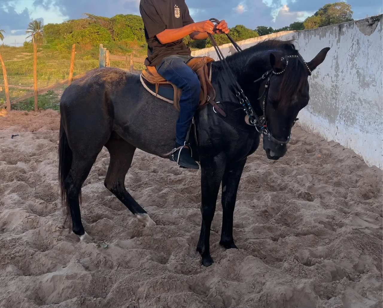 Potro rosilho escuro