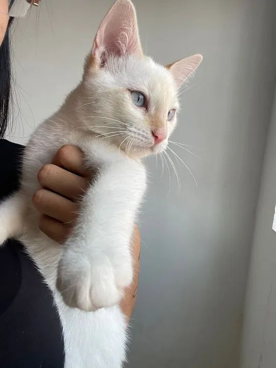 ADOÇÃO RESPONSÁVEL!!!!!!