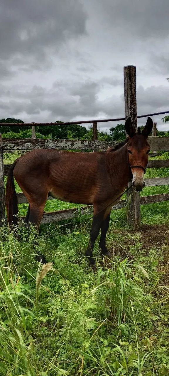 Burro  - Foto 4