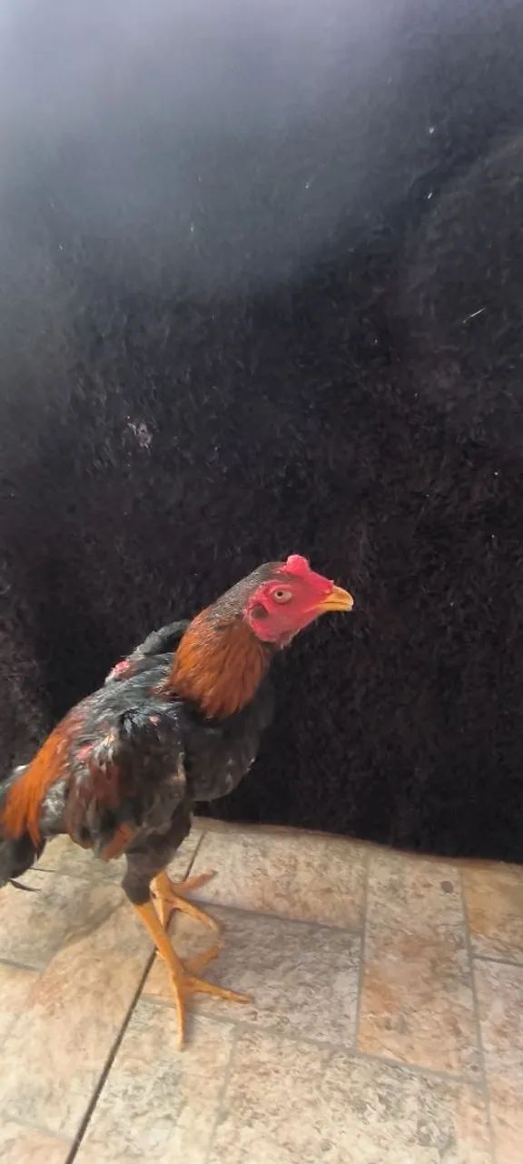 Galoe galinha  - Foto 6